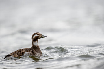 Harlequin Duck (Histrionicus histrionicus) swimming in water, Iceland.