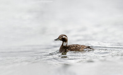 Harlequin Duck (Histrionicus histrionicus) swimming in water, Iceland.