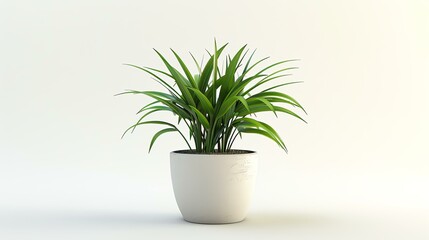 A beautiful shot of a potted plant on a white background. The plant has long, green leaves and is growing in a white pot.