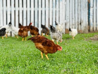 Group of grown healthy white hens and big brown rooster feeding on fresh first green grass outside...
