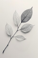 Monochrome leaf vein pattern on a clean backdrop - obrazy, fototapety, plakaty