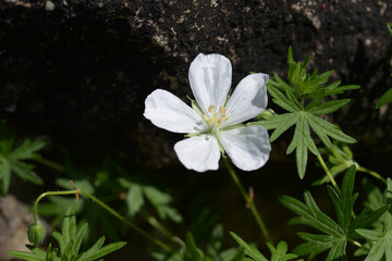 ゲラニウム・サングイネウム