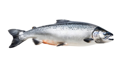 Obraz premium Realistic Atlantic Salmon Model Isolated