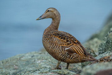 Eider goose (Somateria mollissima) is found along the northern coasts of Europe, Eastern Siberia and North America. This species breeds in the Arctic regions. Male individual.