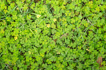 Fototapeta premium clover leaves in green lawn, background texture wallpaper pattern, organic botanical nature macro closeup close detail