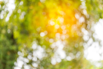 Blur background green park garden nature bright sunny forest. Blurry outdoor park in spring time glowing shinny day template with sunlight bokeh. Abstract blurred background banner copy space.