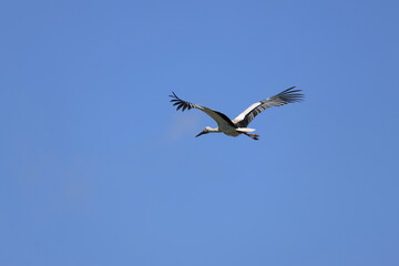 Male Oriental Stork flying in search of presents for his wife