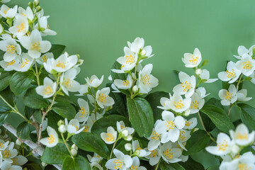 Naklejka premium blooming jasmine in the garden in spring