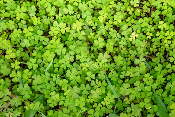 clover leaves in green lawn, background texture wallpaper pattern, organic botanical nature macro closeup close detail