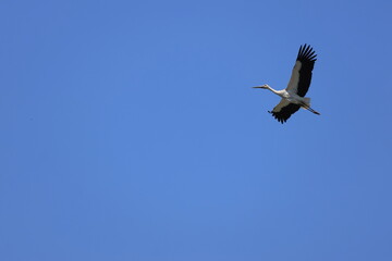Male Oriental Stork flying in search of presents for his wife