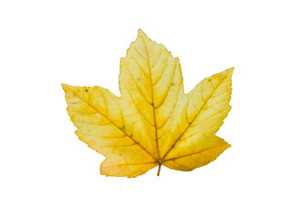 yellow maple leaf isolated