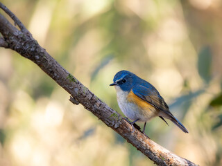 Fototapeta premium 森の中で枯れ木に留まってエサを探しているルリビタキ