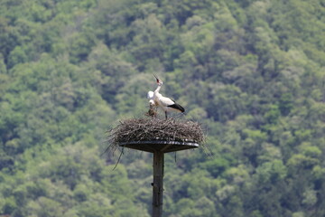 Oriental Stork pair building nest and mating