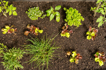 Top view young vegetables and herbes in dark soil on a sunny spring day