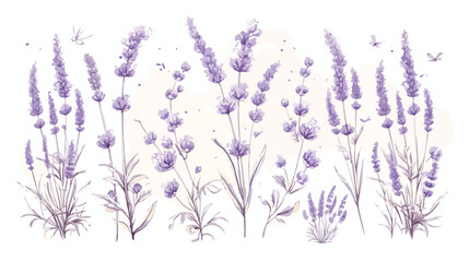 French lavendar botanical vintage drawing. Outlined