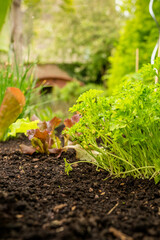 Low angle - Parsley in dark soil of a vegetable garden on a sunny spring day with garden house in distance