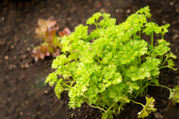 Parsley in dark soil of a vegetable garden on a sunny spring day