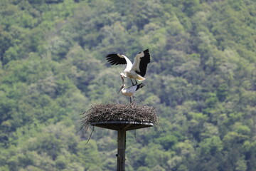 Oriental Stork pair building nest and mating