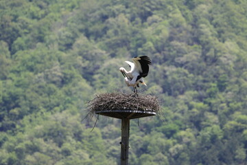 Oriental Stork pair building nest and mating