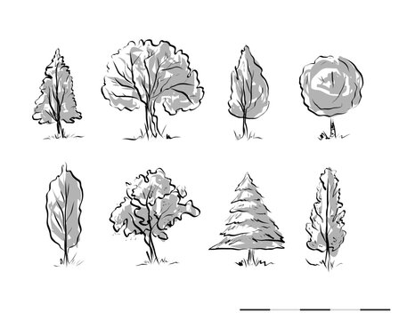 Tipos de arboles 02