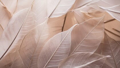 Nature abstract of flower petals, beige leaves with natural texture as natural background or wallpaper. Macro texture, neutral color aesthetic photo with veins of leaf