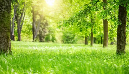 Fototapeta na wymiar Picturesque photo of a field or meadow Summer Beautiful spring perfect natural landscape background, defocused blurred green trees in forest with wild grass and sun beams