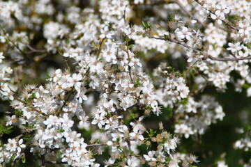 primavera