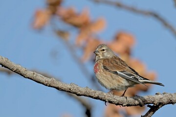 Common Linnet - Linaria cannabina, Greece