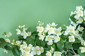 blooming jasmine in the garden in spring