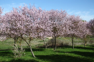 Naklejka premium primavera