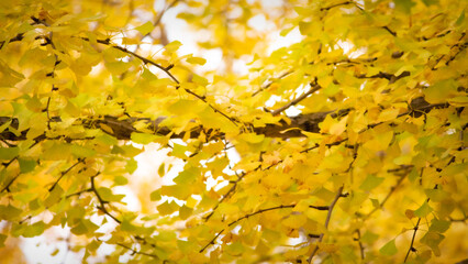 もみじ（黄色）・昭和記念公園