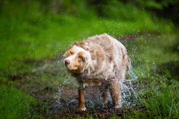 Ein nasser Collie schüttelt sich nach dem baden in einem Teich