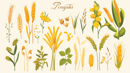 Cereal plants such as barley rye corn buckwheat fla