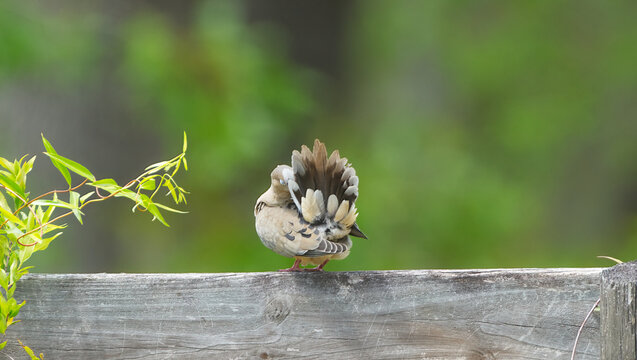 mourning dove - Zenaida macroura - perched and preening its tail feathers on wooden fence board, green blurred trees background, view from behind - Powered by Adobe