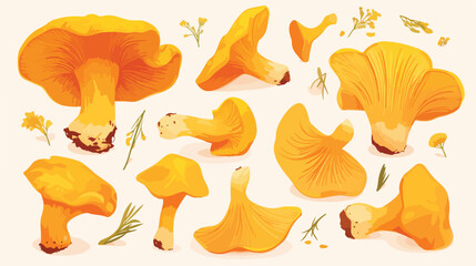 Golden chanterelles or cantharellus mushroom. Compo