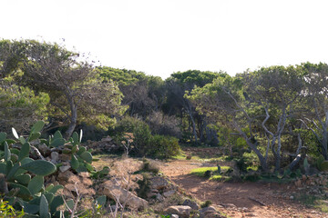 Foresta 2000 nature reserve on Marfa peninsula Malta