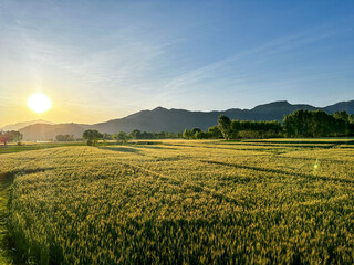 Fresh ears of young green wheat in fields. Agriculture nature landscape at sunset