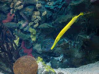 Yellow trumpet fish