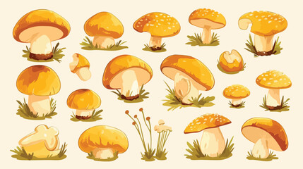 Group of boletus fungi. Porcini mushroom compositio