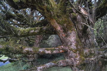 Natur im April, starke alte Obstbäume im Park