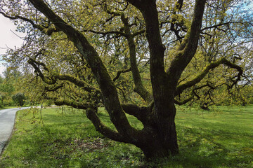 Natur im April, starke Bäume im Park