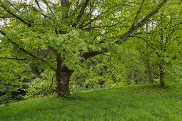 Natur im April, starke Bäume im Park