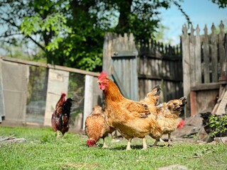 Free range chicken on a traditional poultry farm. 