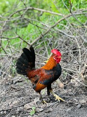 Rooster hen marans and balnevelder. Beautiful Rooster on nature background. Close up detailed...