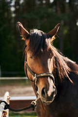 Horse on paddock  © Karol