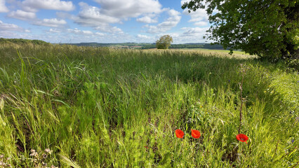 Coquelicots et prairie