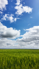 Fototapeta premium Ciel bleu et blé vert vertical