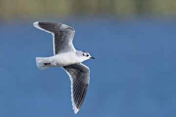 Little gull (Hydrocoloeus minutus or Larus minutus), Crete 