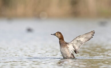 Common Pochard - Aythya ferina, Crete