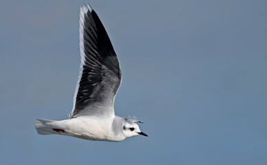 Little gull (Hydrocoloeus minutus or Larus minutus), Crete 